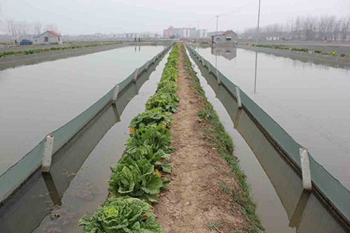 沼液泥鳅养殖的具体操作